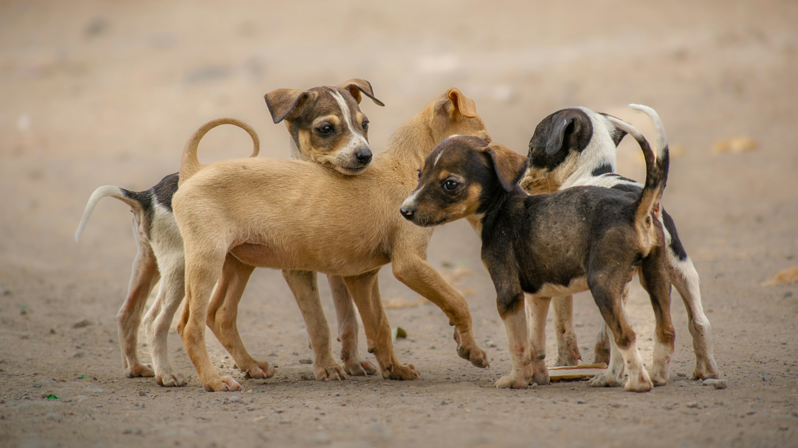 Rescue Pals - Nysea Dogs